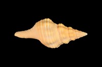 藏品(旋螺)的圖片